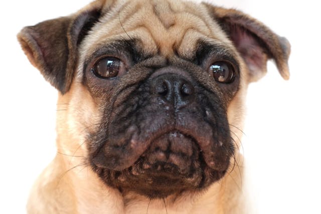 Dog Acne: Causes, Symptoms, and Treatment