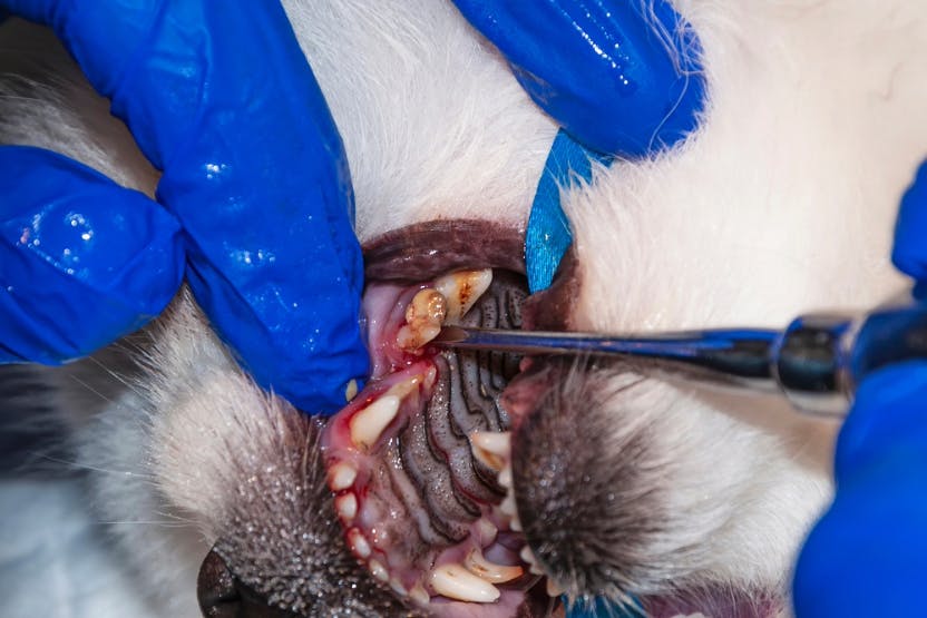 Pulling dogs teeth sale