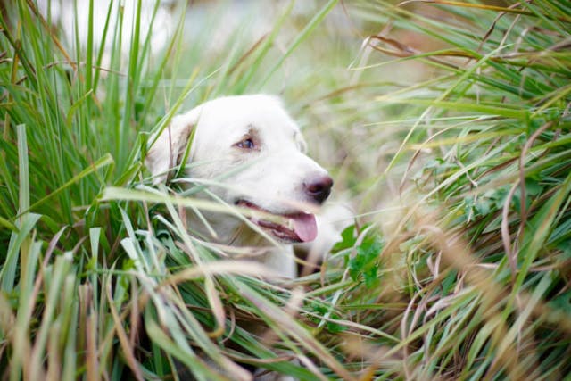 Is Lemongrass Safe For Dogs