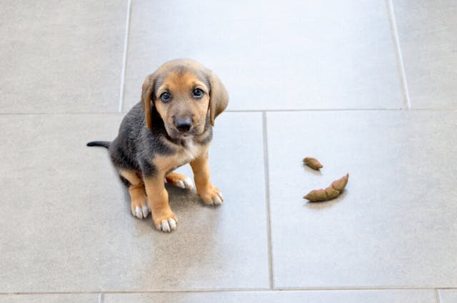 Why is my dog pooping in the house?