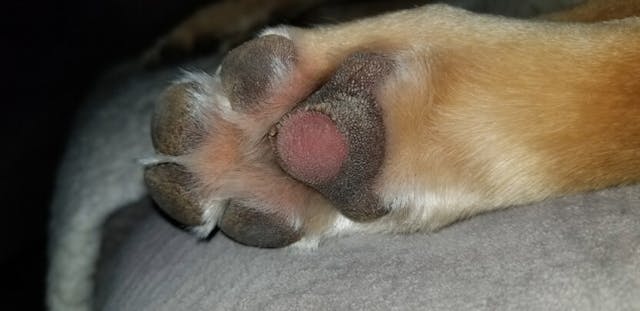 Dog Paw Pad Injury