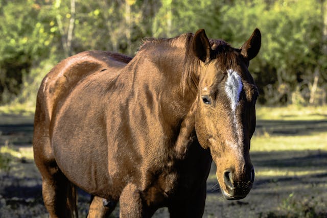 Abdominal Decompression in Horses - Conditions Treated, Procedure, Efficacy, Recovery, Cost, Considerations, Prevention