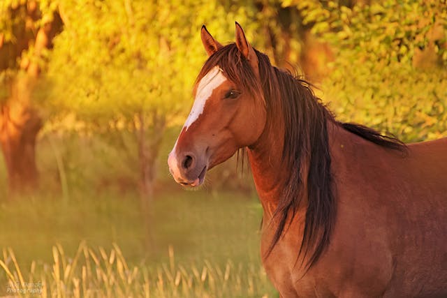 Abdominal Lavage in Horses - Conditions Treated, Procedure, Efficacy, Recovery, Cost, Considerations, Prevention