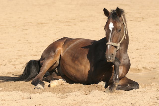 Abdominal or Colic Surgery in Horses - Conditions Treated, Procedure, Efficacy, Recovery, Cost, Considerations, Prevention