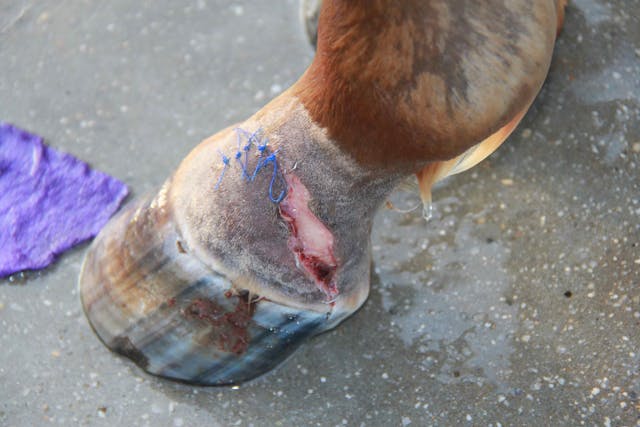 Abrasions in Horses - Symptoms, Causes, Diagnosis, Treatment, Recovery, Management, Cost