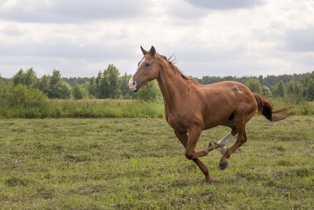 Abscess in Horses - Symptoms, Causes, Diagnosis, Treatment, Recovery, Management, Cost