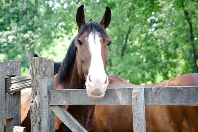 Acupressure in Horses - Conditions Treated, Procedure, Efficacy, Recovery, Cost, Considerations, Prevention