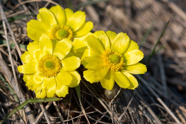 Adonis Poisoning in Horses - Symptoms, Causes, Diagnosis, Treatment, Recovery, Management, Cost
