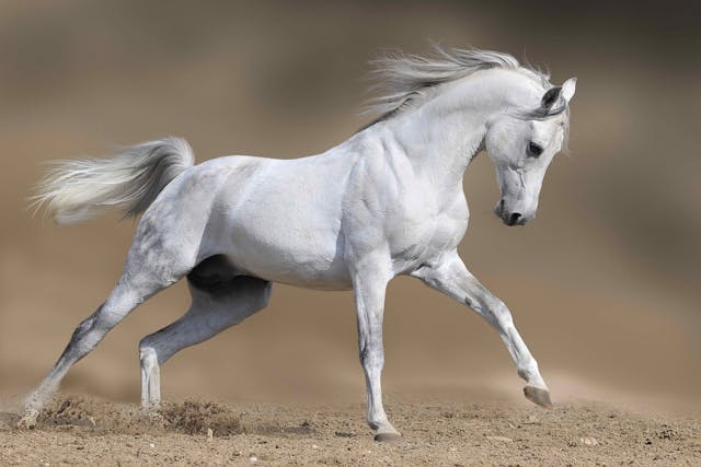 Allergic Bronchitis in Horses - Symptoms, Causes, Diagnosis, Treatment, Recovery, Management, Cost
