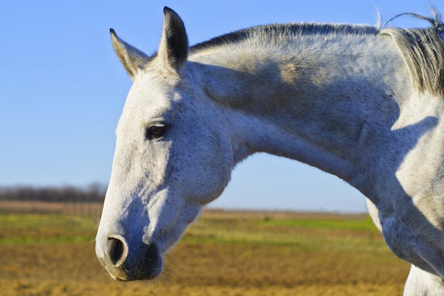 Allergic Dermatitis in Horses - Symptoms, Causes, Diagnosis, Treatment, Recovery, Management, Cost
