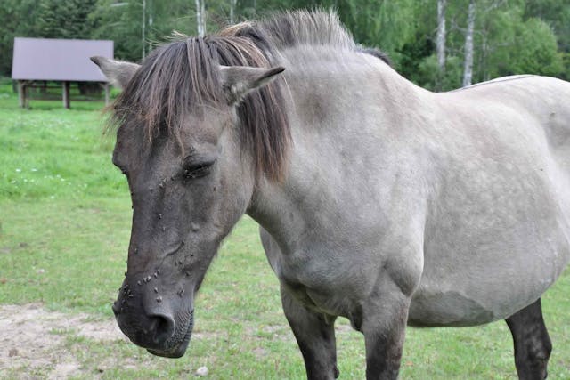 Allergies in Horses - Symptoms, Causes, Diagnosis, Treatment, Recovery, Management, Cost