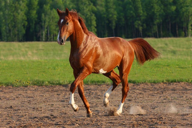 Anaplasma (Ehrlichiosis) in Horses - Symptoms, Causes, Diagnosis, Treatment, Recovery, Management, Cost