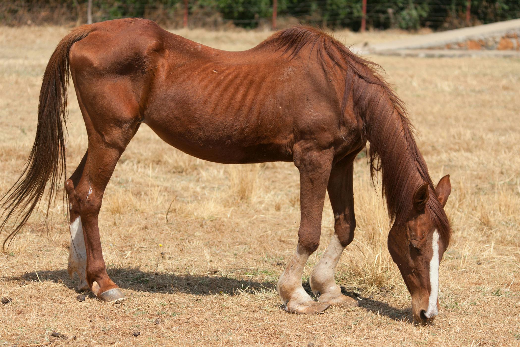Horse Condition Type Autoimmune