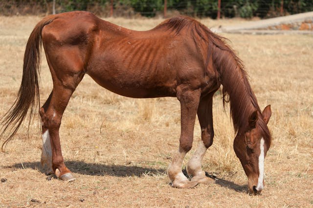 Anemia in Horses - Symptoms, Causes, Diagnosis, Treatment, Recovery, Management, Cost
