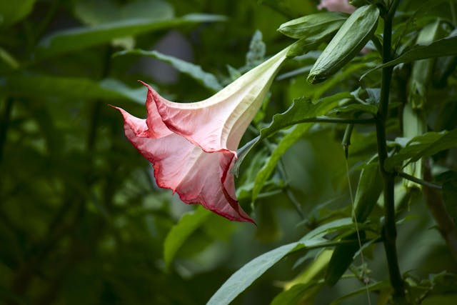 Angel's Trumpet Poisoning in Horses - Symptoms, Causes, Diagnosis, Treatment, Recovery, Management, Cost