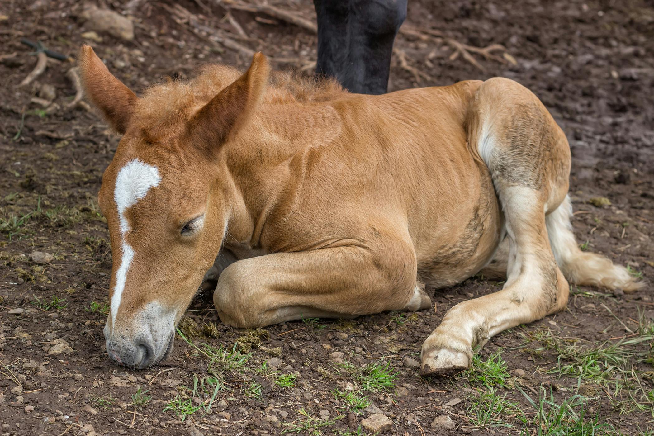 Horse Condition Type Nutritional