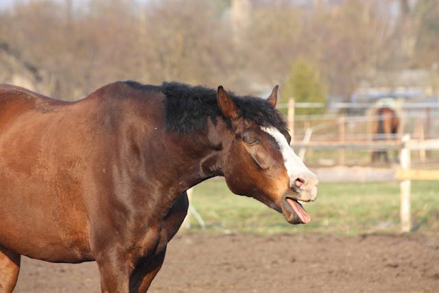 Anthrax in Horses - Symptoms, Causes, Diagnosis, Treatment, Recovery, Management, Cost