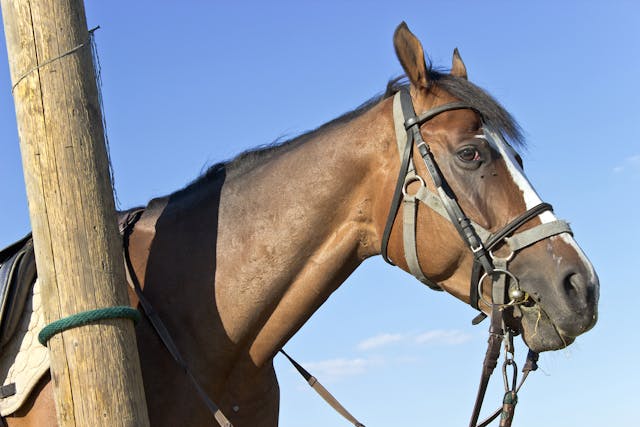 Anti-endotoxin Therapy in Horses - Conditions Treated, Procedure, Efficacy, Recovery, Cost, Considerations, Prevention