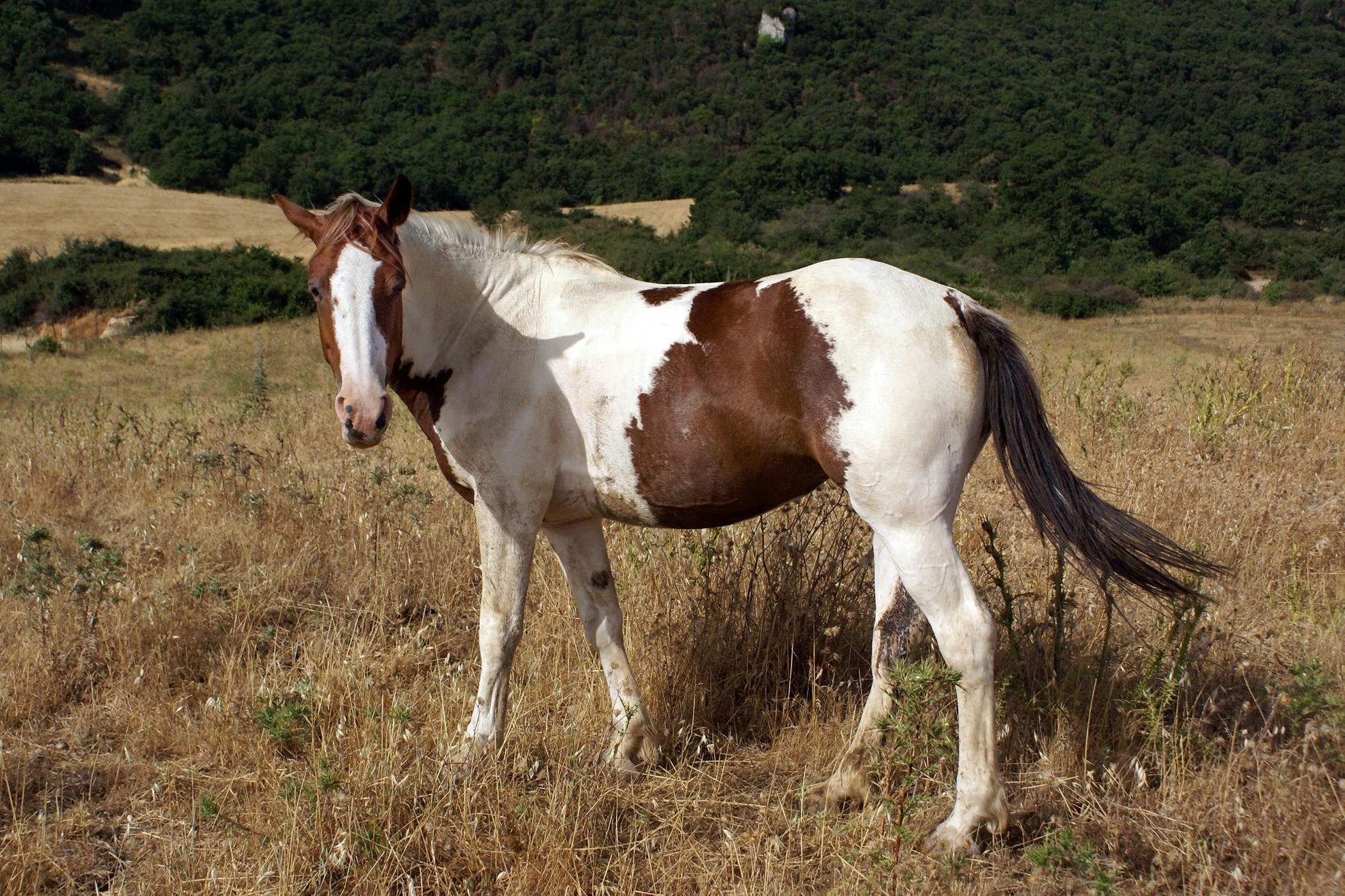 Arsenic Poisoning in Horses Symptoms, Causes, Diagnosis, Treatment