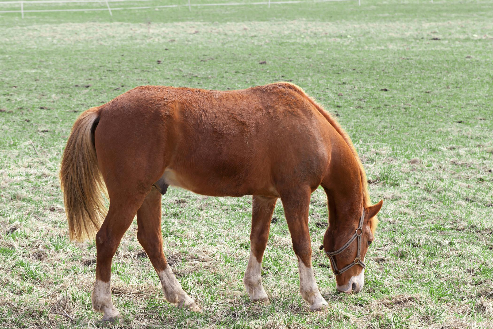 Arthrodesis in Horses - Procedure, Efficacy, Recovery, Prevention, Cost