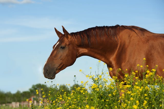 Arthroscopy of Joint in Horses - Conditions Treated, Procedure, Efficacy, Recovery, Cost, Considerations, Prevention