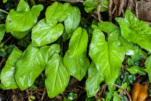 Arum Poisoning in Horses - Symptoms, Causes, Diagnosis, Treatment, Recovery, Management, Cost