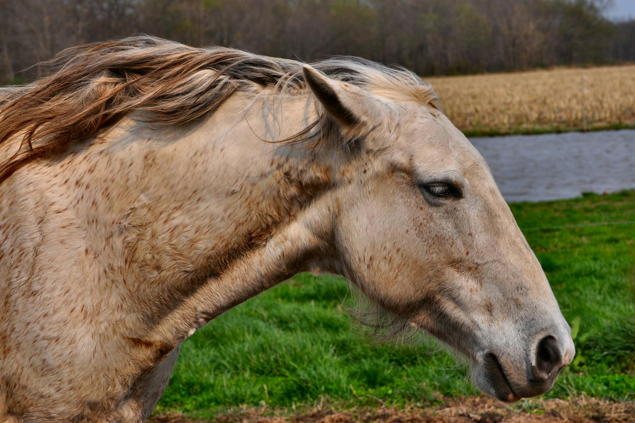 aryepiglottic-fold-resection-or-axial-division-in-horses-procedure