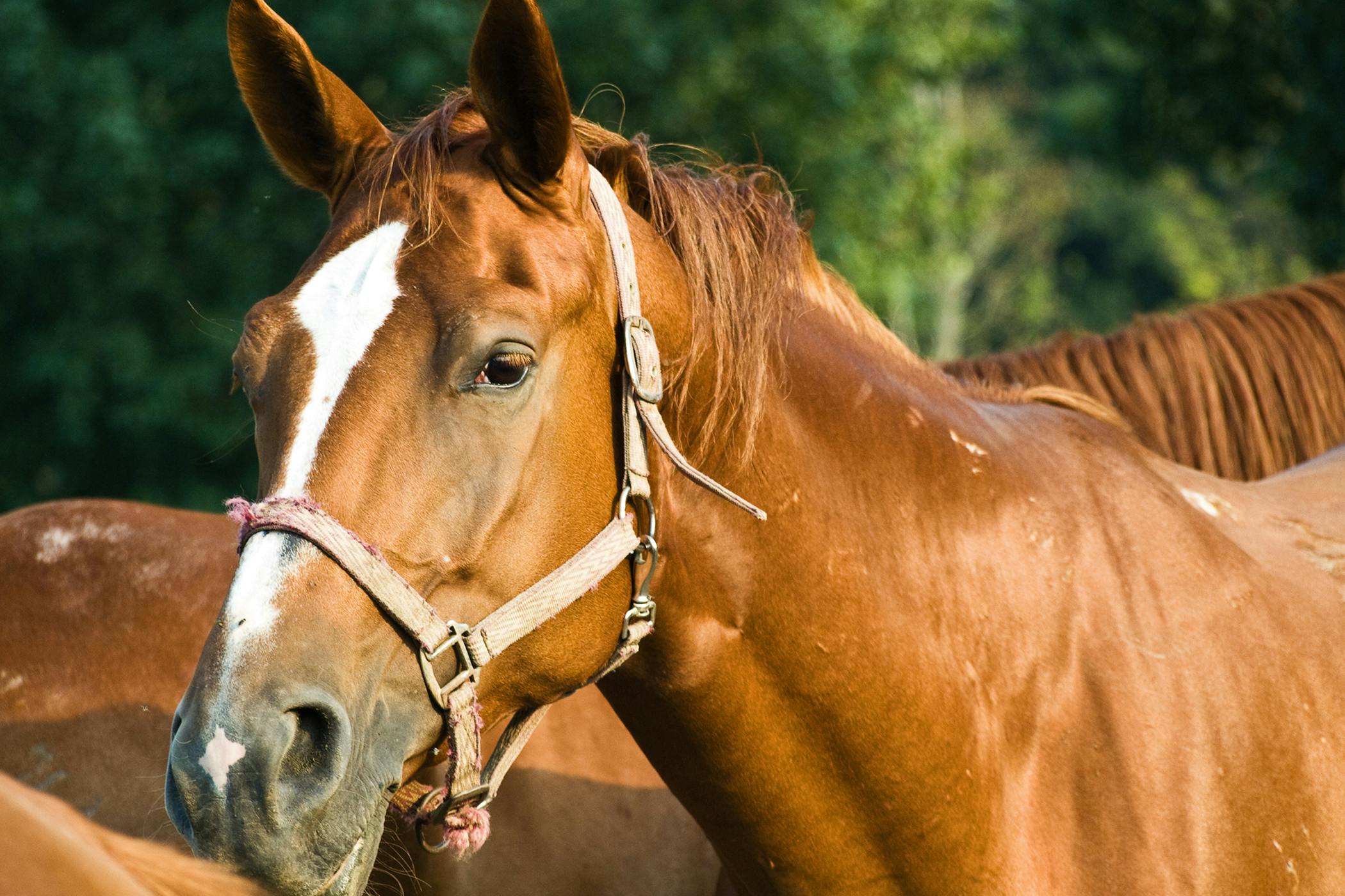 arytenoidectomy-in-horses-procedure-efficacy-recovery-prevention-cost