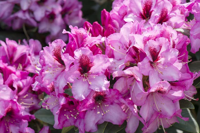 Azalea Poisoning in Horses - Symptoms, Causes, Diagnosis, Treatment, Recovery, Management, Cost