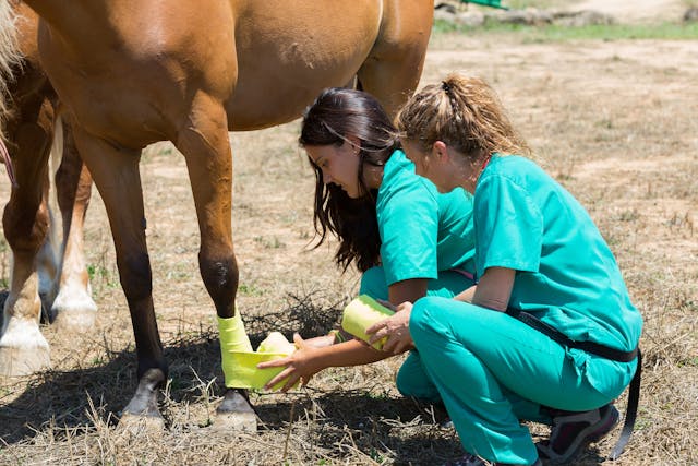 Bandage Casting in Horses - Conditions Treated, Procedure, Efficacy, Recovery, Cost, Considerations, Prevention