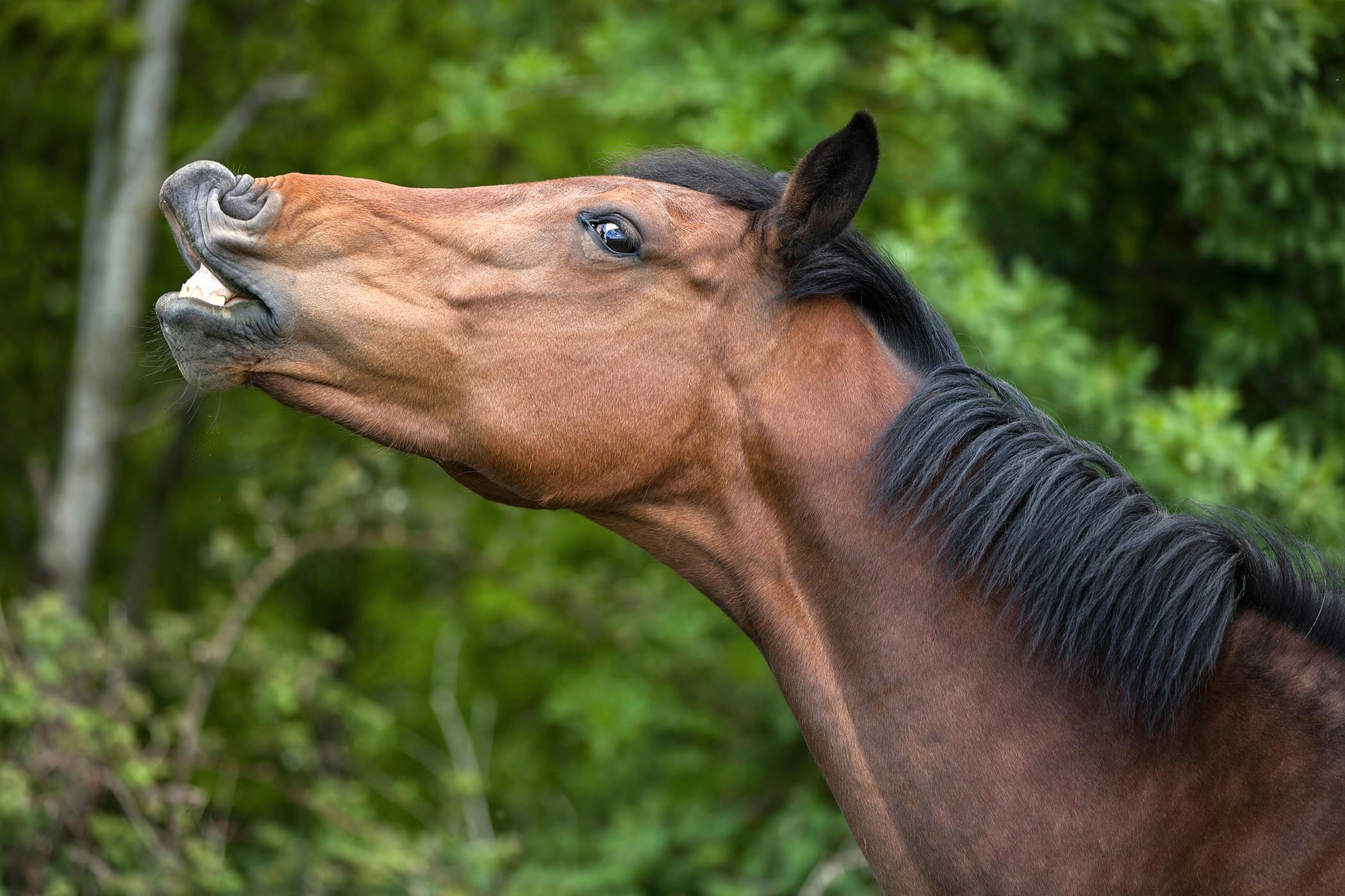 signs of head trauma in horses