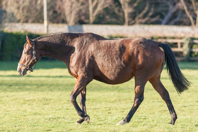 Biopsy of the Thorax in Horses - Conditions Treated, Procedure, Efficacy, Recovery, Cost, Considerations, Prevention