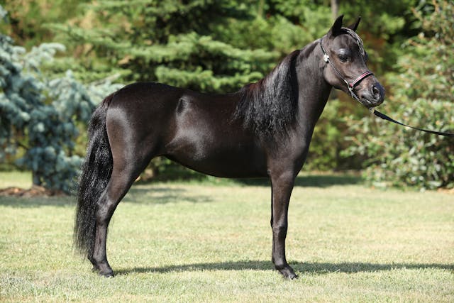 Biopsy via Abdominal Laparoscopy in Horses - Conditions Treated, Procedure, Efficacy, Recovery, Cost, Considerations, Prevention