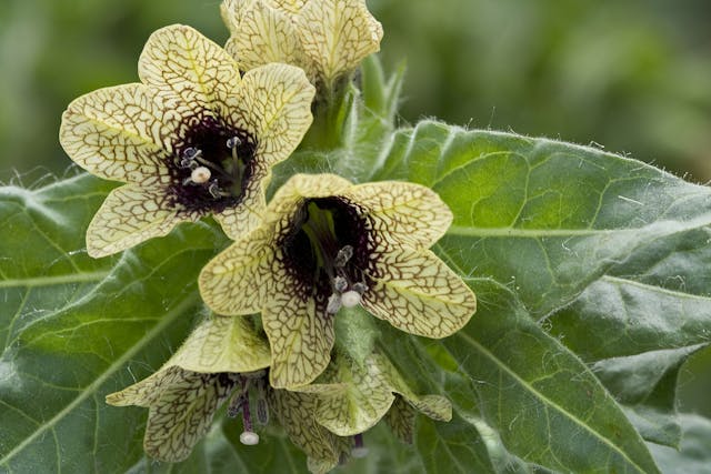 Black Henbane Poisoning in Horses - Symptoms, Causes, Diagnosis, Treatment, Recovery, Management, Cost