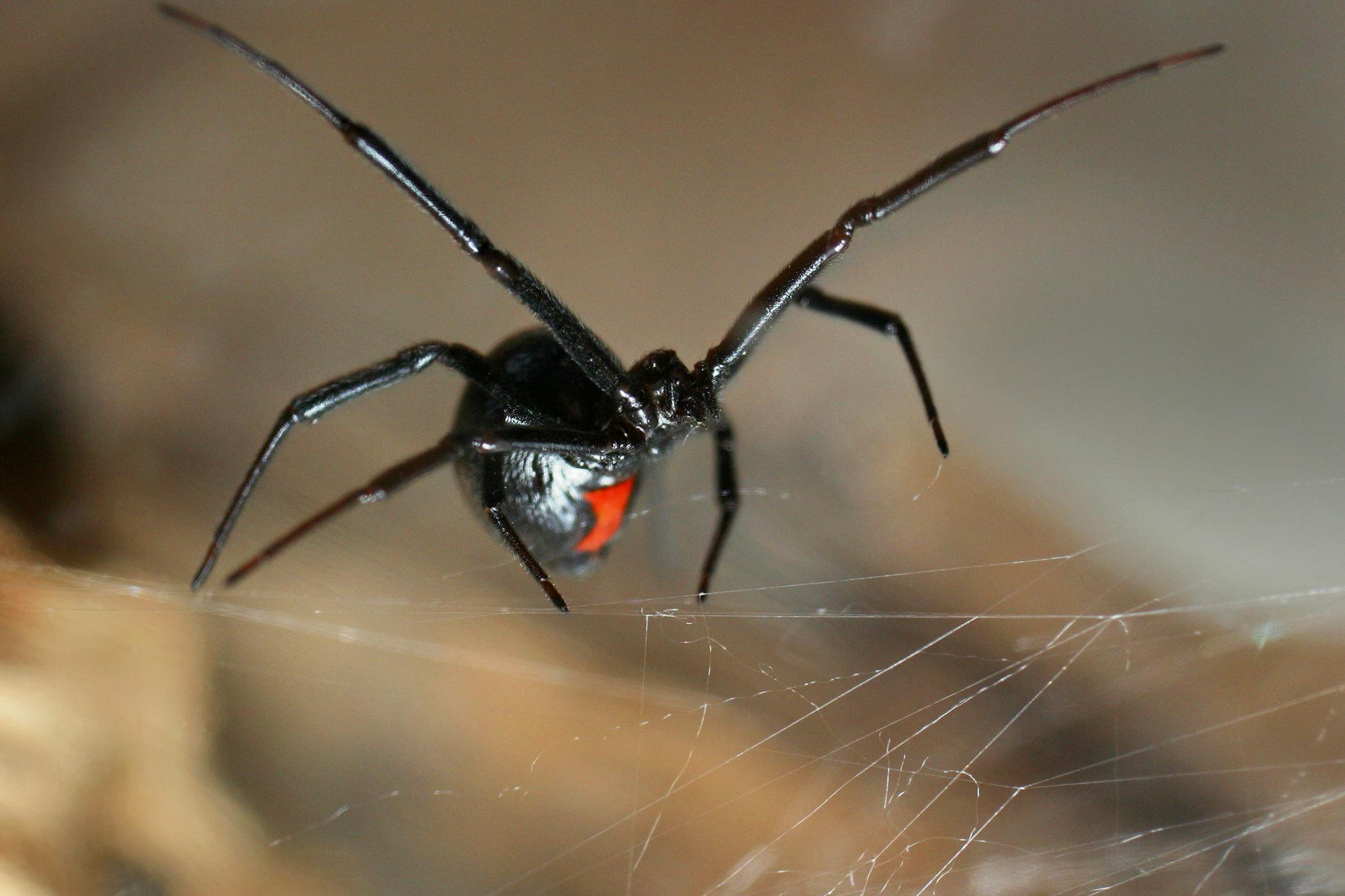 Black Widow Spider Bite In Horses Symptoms Causes Diagnosis Treatment Recovery Management Cost