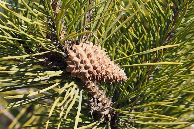 Blackjack Pine Poisoning in Horses - Symptoms, Causes, Diagnosis ...