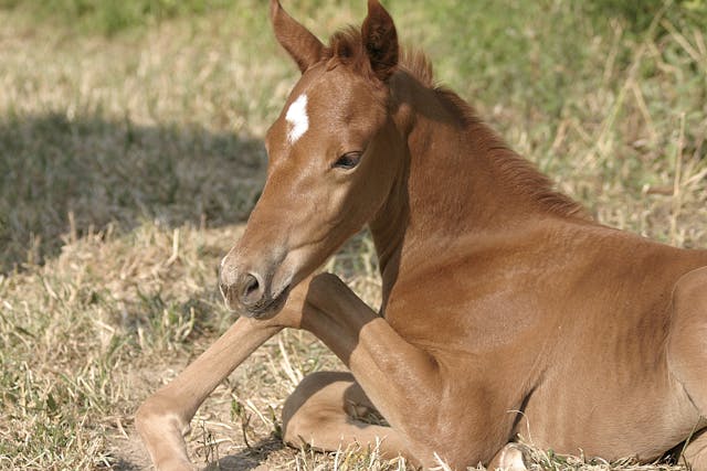Bladder Lavage in Horses - Conditions Treated, Procedure, Efficacy, Recovery, Cost, Considerations, Prevention