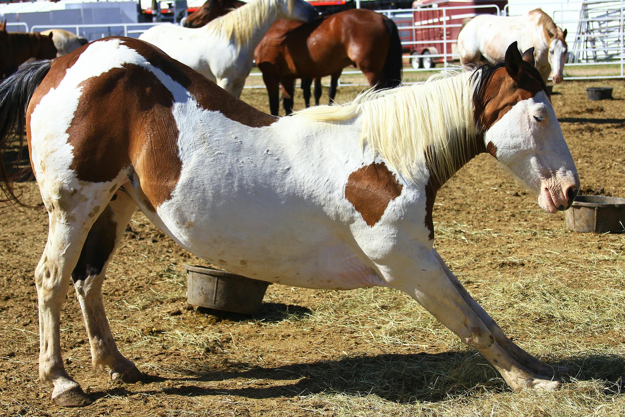 Bladder Stones in Horses Symptoms, Causes, Diagnosis, Treatment