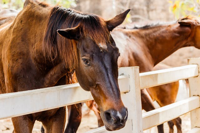 Blastomycosis in Horses - Symptoms, Causes, Diagnosis, Treatment, Recovery, Management, Cost