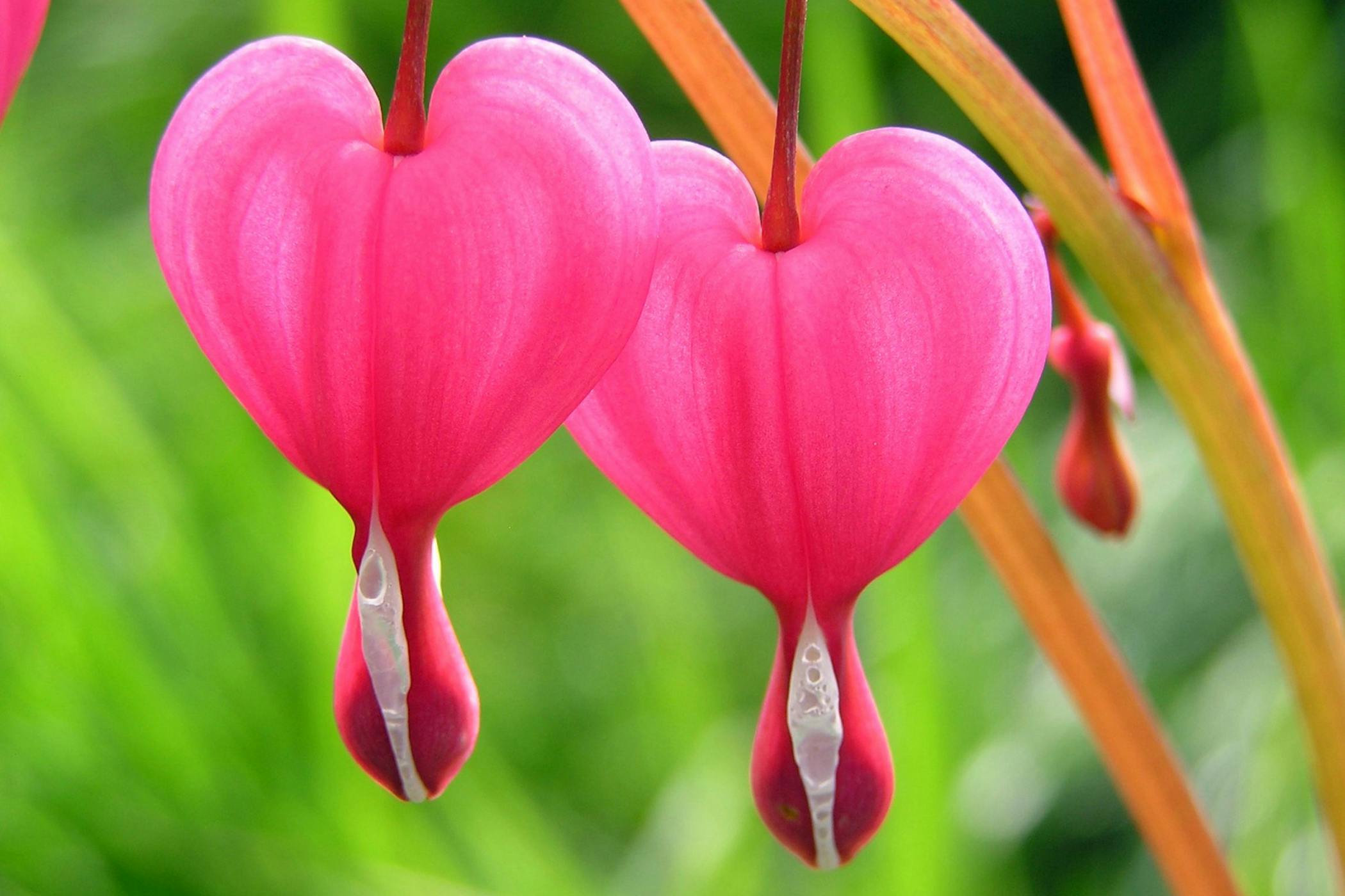 are bleeding hearts poisonous to dogs