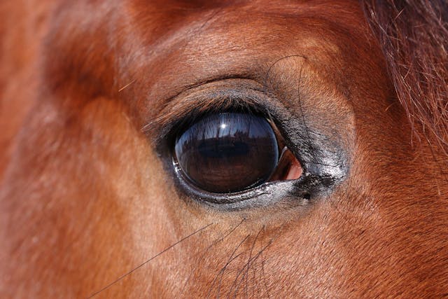 Blepharitis in Horses - Symptoms, Causes, Diagnosis, Treatment, Recovery, Management, Cost