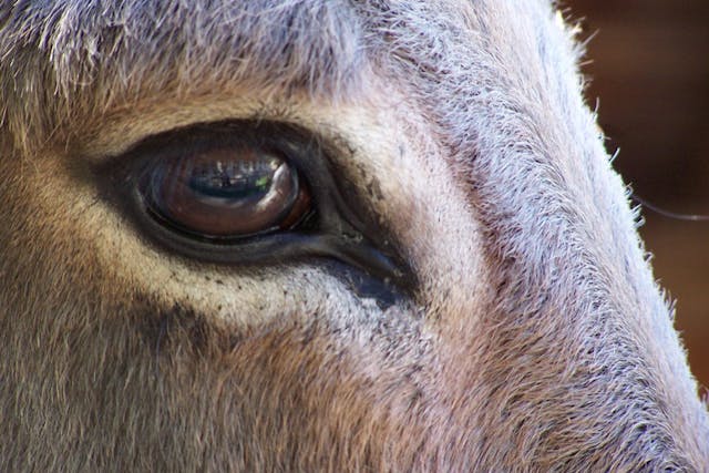 Blepharoplasty In Horses - Conditions Treated, Procedure, Efficacy 