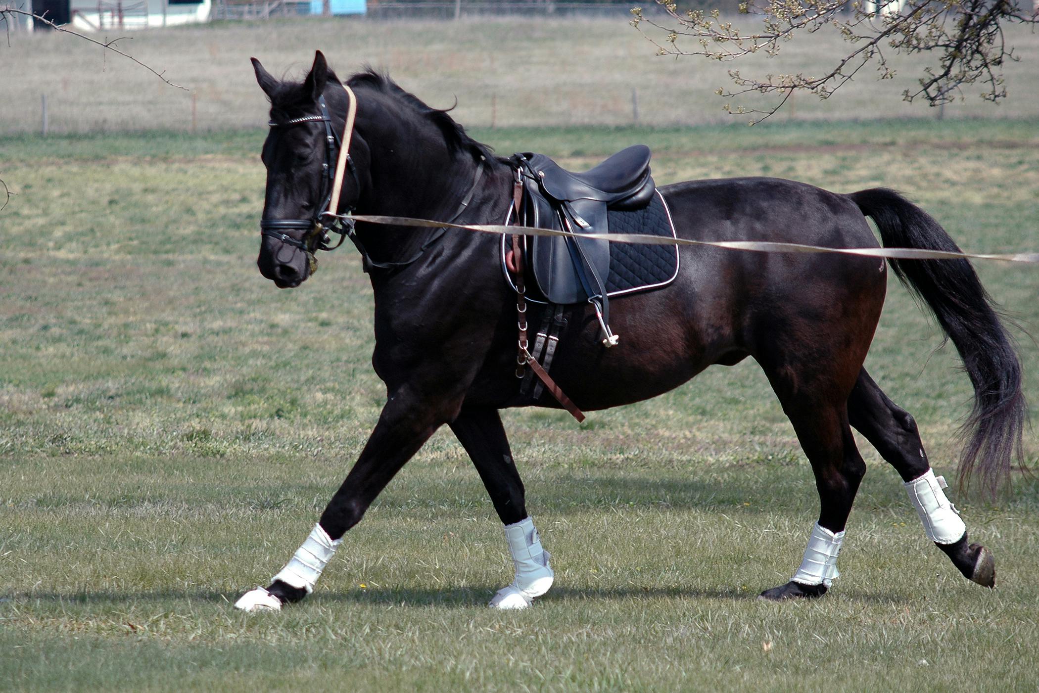 Blood Clots in Horses Symptoms, Causes, Diagnosis, Treatment