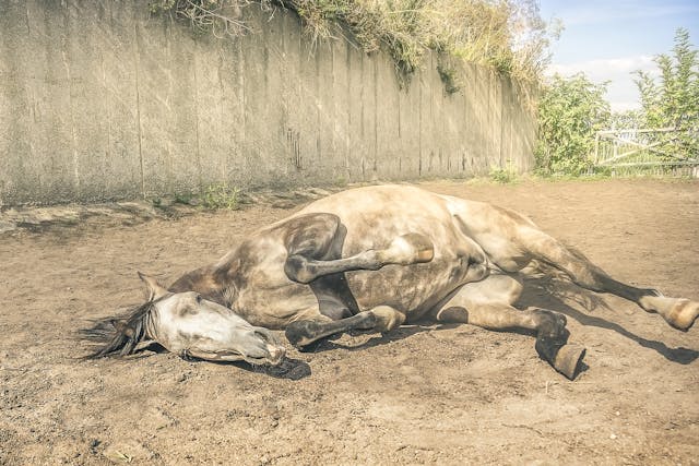 Blood Disorders in Horses - Symptoms, Causes, Diagnosis, Treatment, Recovery, Management, Cost