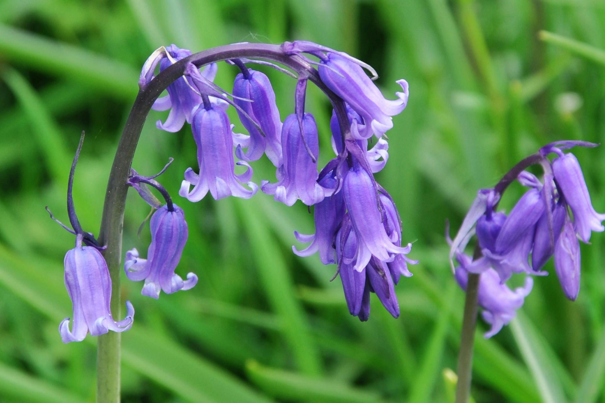 Blue Bell Flower Meaning Best Flower Site