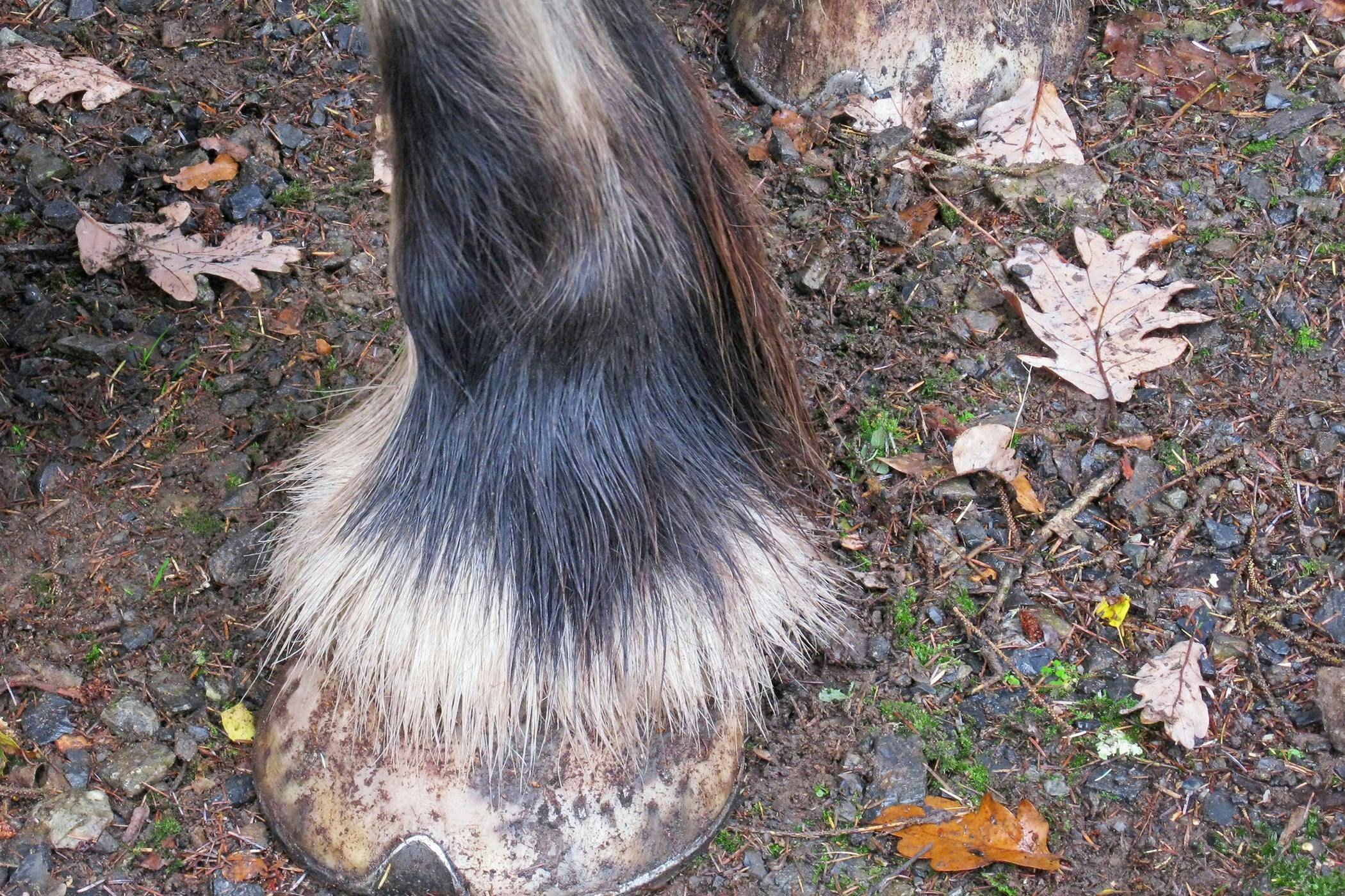 Bog Spavin in Horses Symptoms, Causes, Diagnosis, Treatment, Recovery, Management, Cost