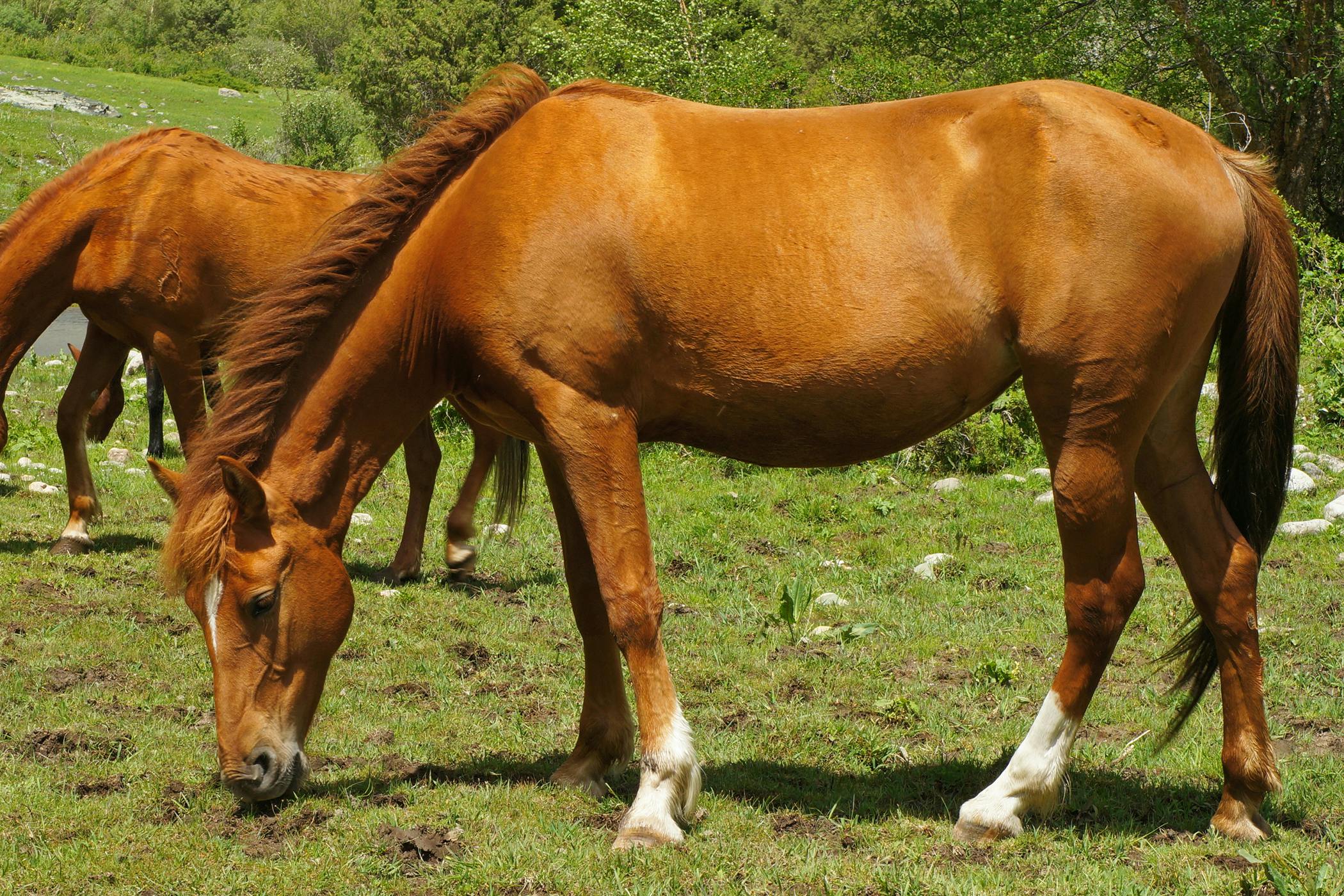 Bone Sequestrum in Horses