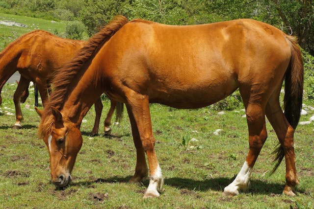 Bone Sequestrum in Horses - Symptoms, Causes, Diagnosis, Treatment, Recovery, Management, Cost