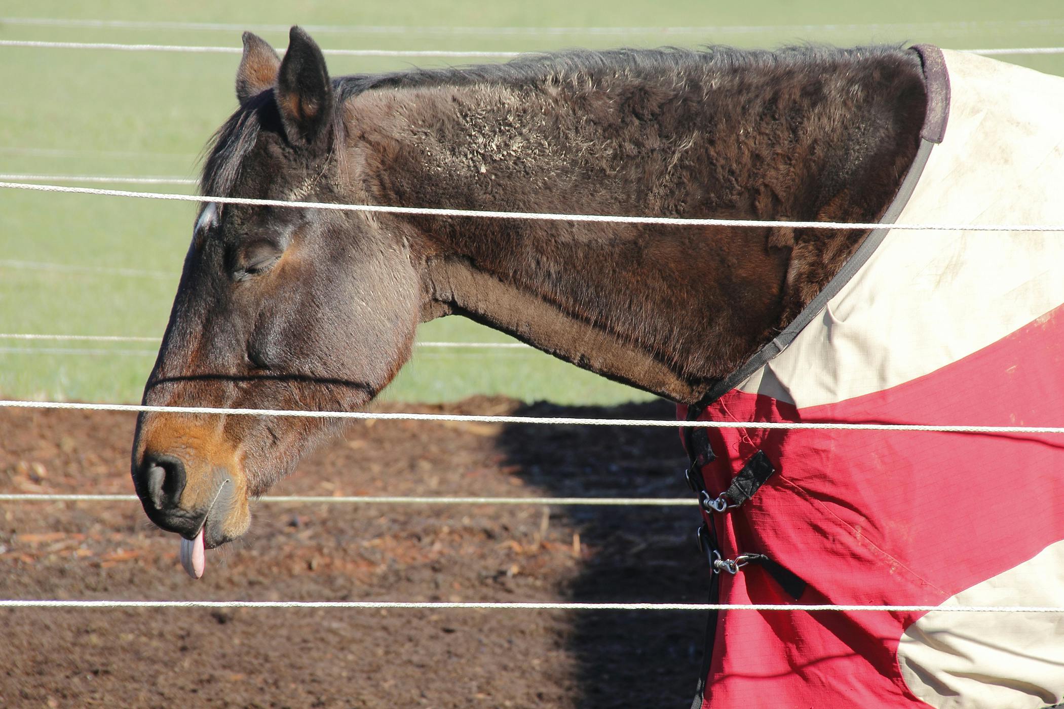 Botulism in Horses - Symptoms, Causes, Diagnosis ...