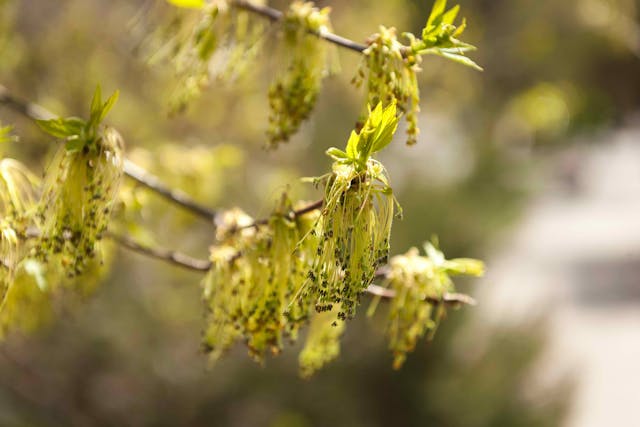 Box Elder Poisoning in Horses - Symptoms, Causes, Diagnosis, Treatment, Recovery, Management, Cost